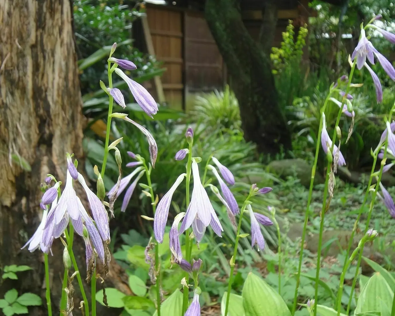 Maison d'hôtes Mokkoan à Tōkyō 2*,  Japon